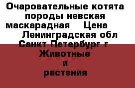 Очаровательные котята породы невская маскарадная  › Цена ­ 5 000 - Ленинградская обл., Санкт-Петербург г. Животные и растения » Кошки   